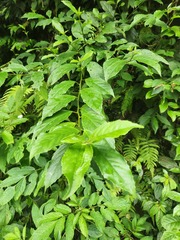 Maesa perlaria formosana