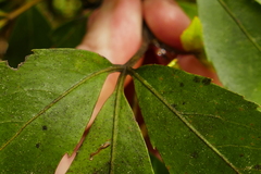 Pseudopanax macintyrei