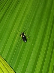 Oxycheila