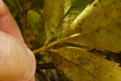 Pseudopanax macintyrei