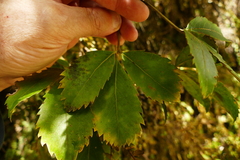 Pseudopanax macintyrei