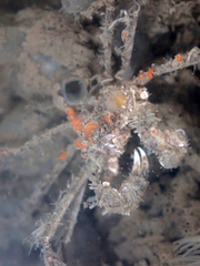 Pyromaia tuberculata