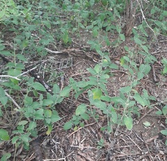 Ruellia occidentalis