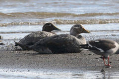 Tachyeres patachonicus