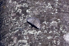 Hamadryas feronia