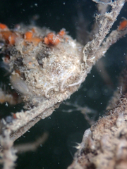 Pyromaia tuberculata