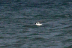 Pelecanoides magellani