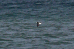 Pelecanoides magellani