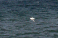 Pelecanoides magellani