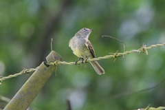 Myiopagis viridicata