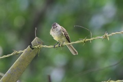 Myiopagis viridicata