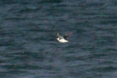 Pelecanoides magellani