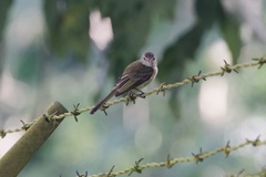 Myiopagis viridicata