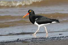 Haematopus leucopodus