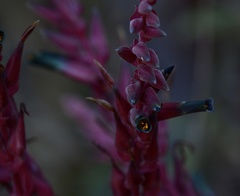 Puya spathacea