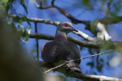 Patagioenas cayennensis