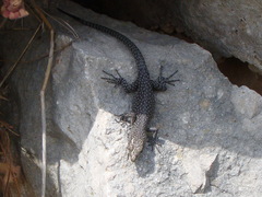 Dalmatolacerta oxycephala