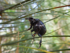 Dichotomius cotopaxi