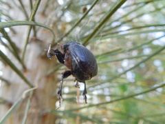 Dichotomius cotopaxi