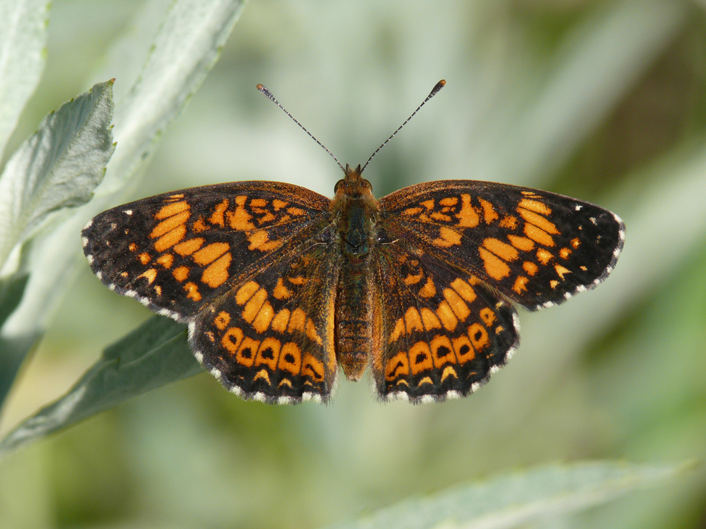 Gorgone Checkerspot Butterflies Of Dillberry Lake Provincial Park