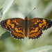 Gorgone Checkerspot - Photo (c) Matthew Drollinger, some rights reserved (CC BY-NC), uploaded by Matthew Drollinger