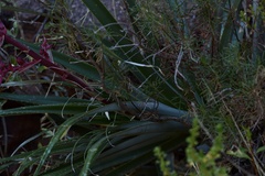 Puya spathacea
