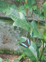 Morpho