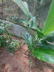 Morpho