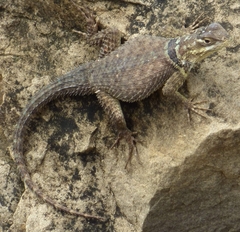 Sceloporus cyanogenys