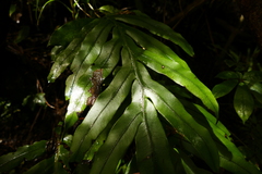 Blechnum colensoi