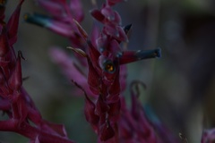 Puya spathacea