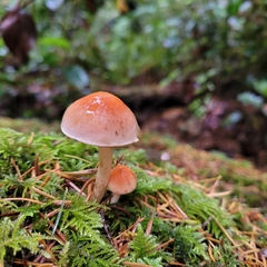 Pyrrhulomyces astragalinus