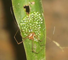 Cynorta bromeliacia