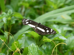 Phaedyma shepherdi