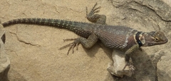 Sceloporus cyanogenys