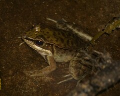 Lithobates maculatus