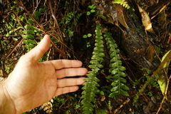 Blechnum membranaceum
