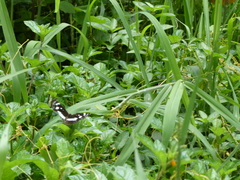 Phaedyma shepherdi