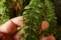 Blechnum membranaceum