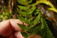 Blechnum membranaceum