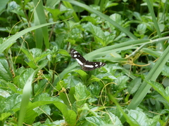 Phaedyma shepherdi