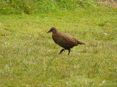 Gallirallus australis