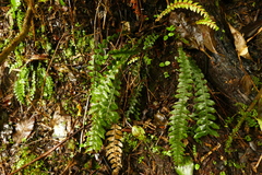 Blechnum membranaceum