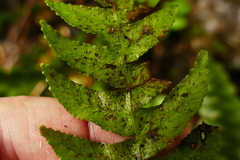 Blechnum membranaceum