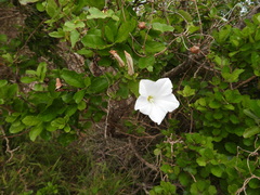 Calystegia tuguriorum