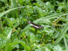 Phaedyma shepherdi