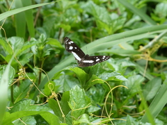 Phaedyma shepherdi