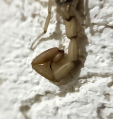 Centruroides limpidus