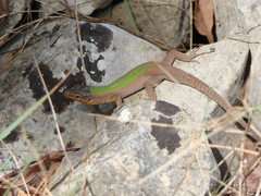 Podarcis melisellensis