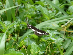 Phaedyma shepherdi